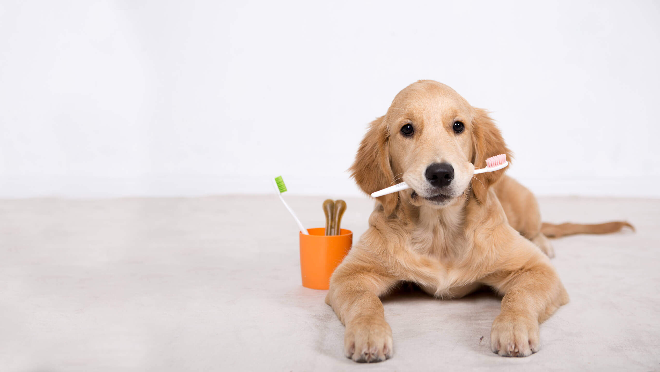 Pet Dental Care Near Me 33625 Gulf Coast Veterinary Center of Tampa